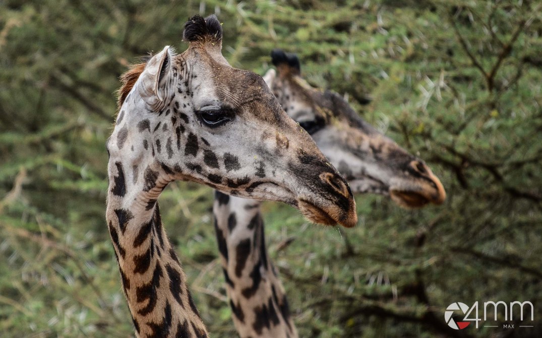 120810_094623_maniara_0119_ex_4mm