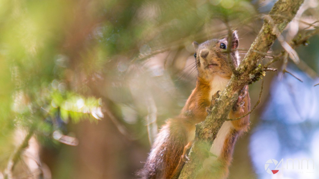 150704_112909_150704_112909_d61_2160_ex_4mm