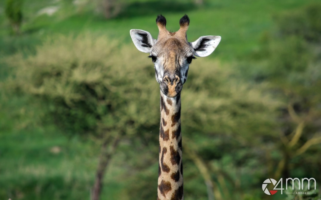 tanzania-306_logo4mm